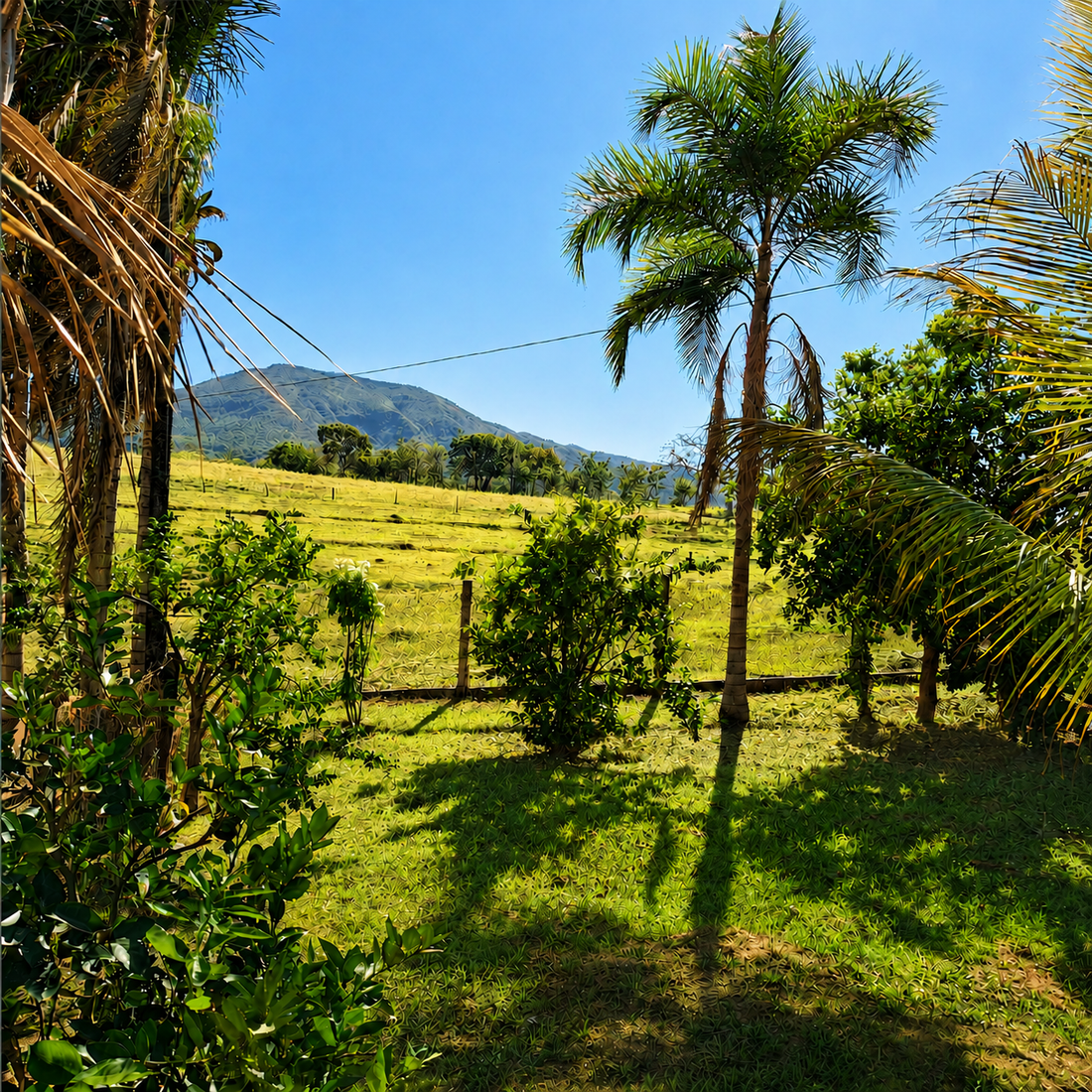 Paisagem e caminho da fazenda