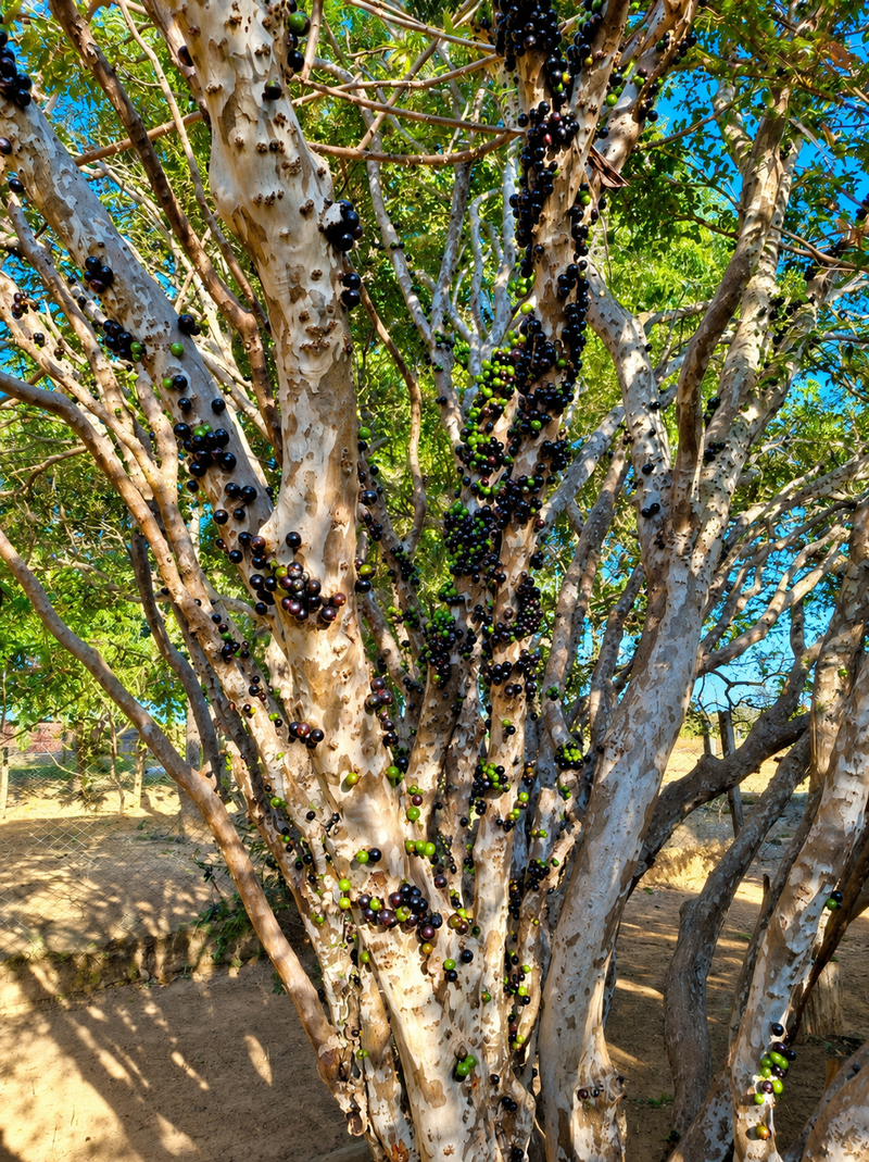 Natureza na Pousada Serra Dourada